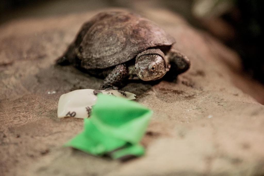 net_sharam_2.jpg net_sharam_2.jpg